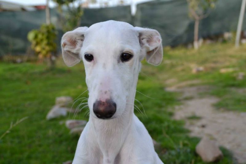 Trovano tre cani malati e denutriti, lei si difende: 