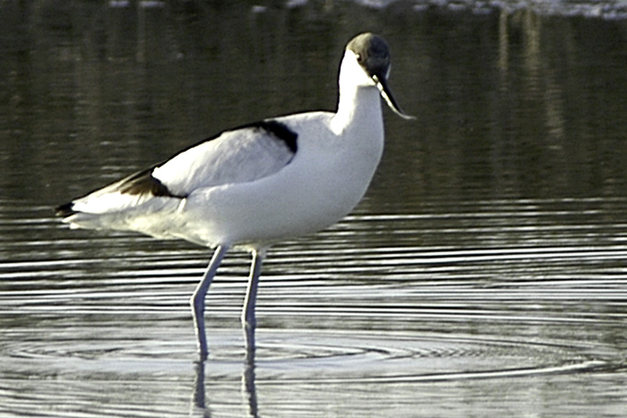 Salvato un raro esemplare di avocetta nel torrente Aquila a Finalborgo