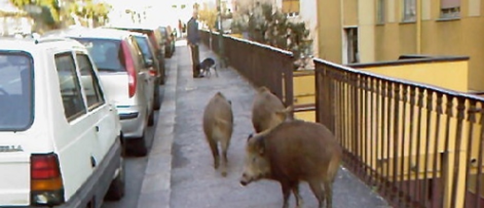 Cinghiali in città, nella notte avvistati a San Fruttuoso