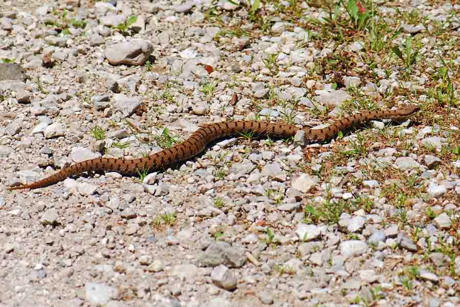 Bambino di 10 anni morso da vipera nei boschi di Bardineto