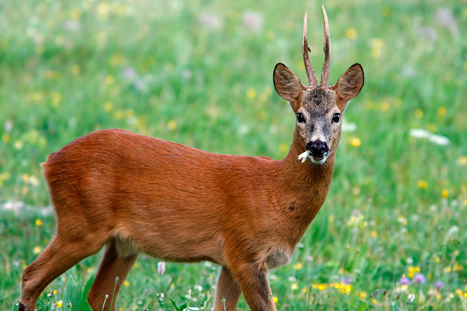 Due caprioli sbucano dal bosco e feriscono un 35enne