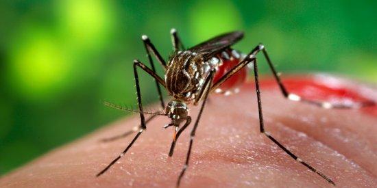 Zika, sta bene la turista spezzina rientrata dal Sud America