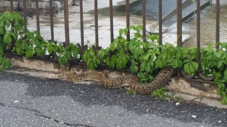 Pitone di due metri sul Bisagno, paura tra la gente in via Moresco