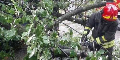 Albero cade nel giardino di una scuola: danneggiate tre auto