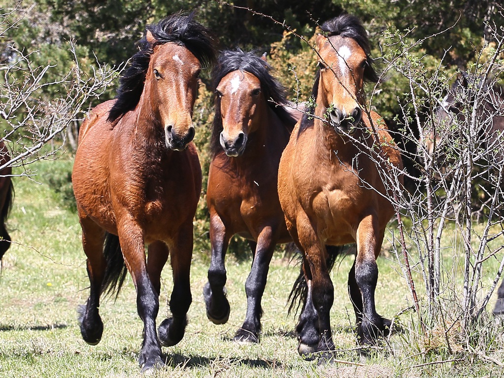 La Val d'Aveto come il Wyoming: Pastorino lancia il 'Santuario dei Cavalli'