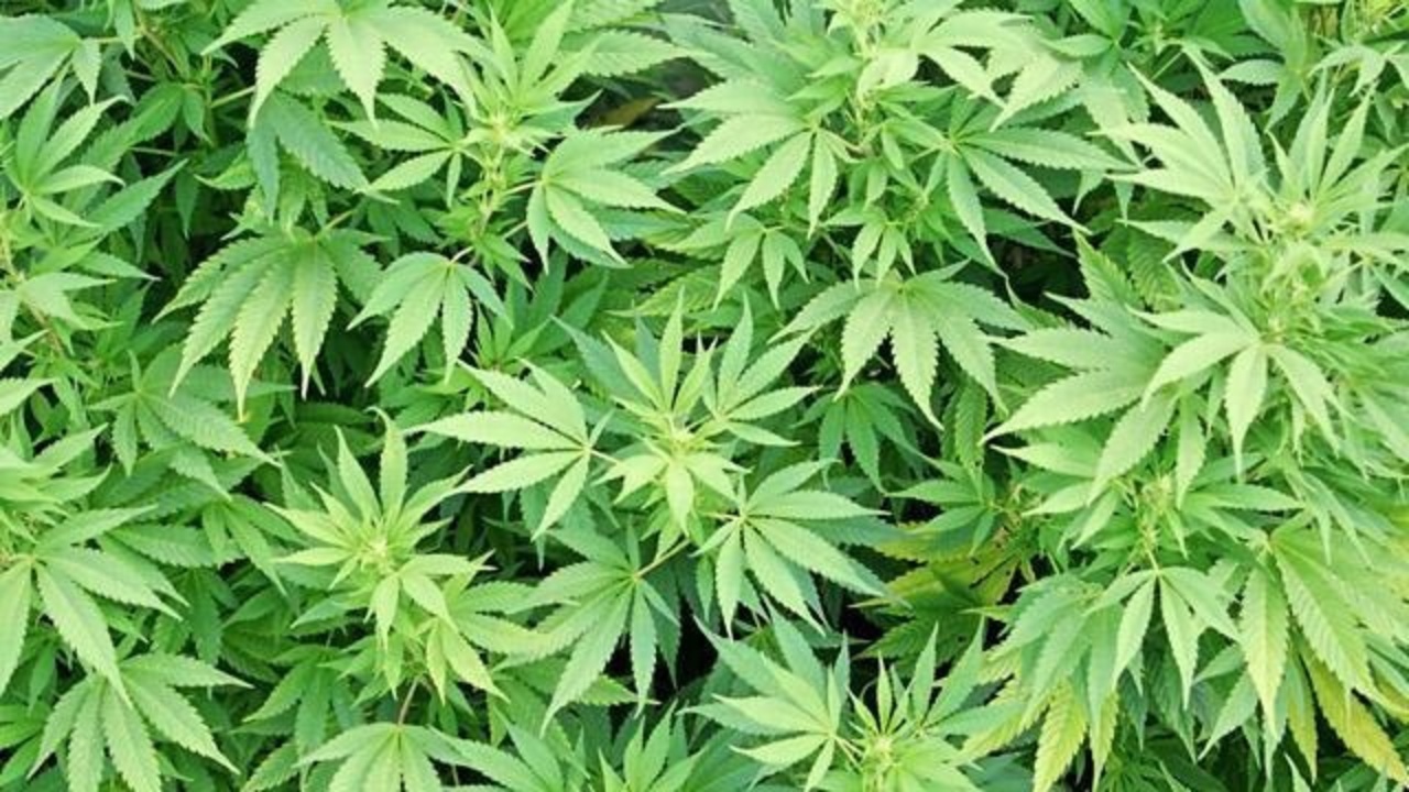 Scoperta una piantagione di cannabis tra i boschetti di Quiliano