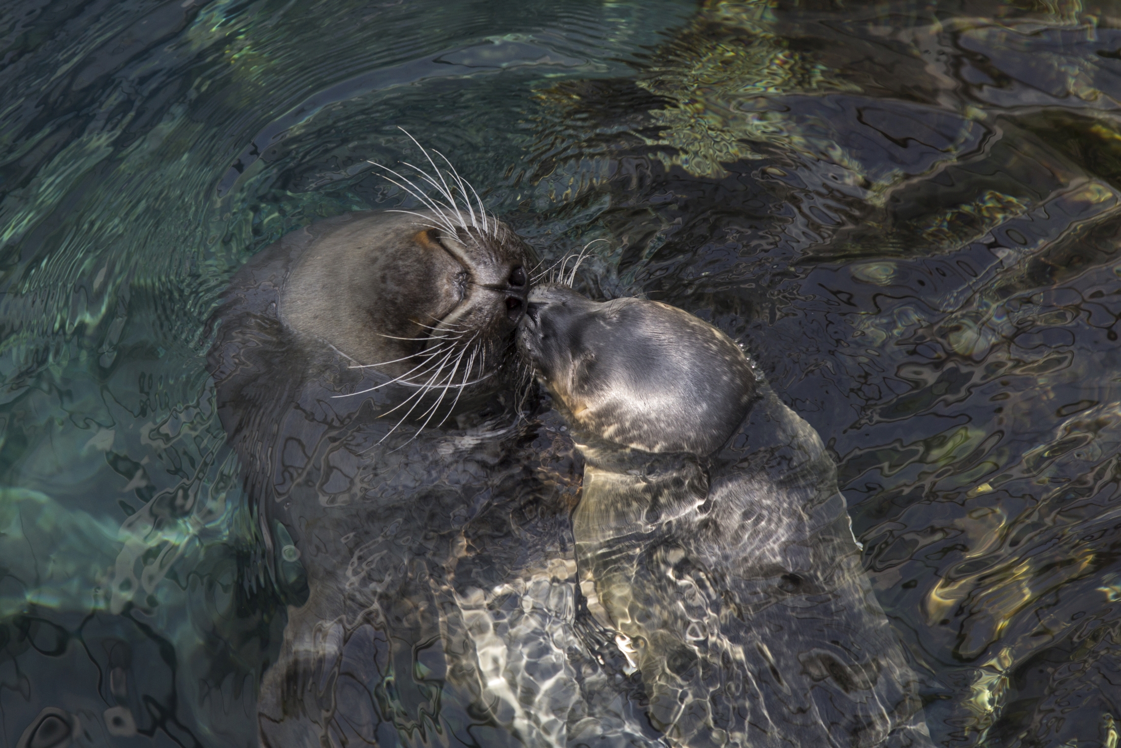 Battesimo cucciolo di foca all'Acquario di Genova