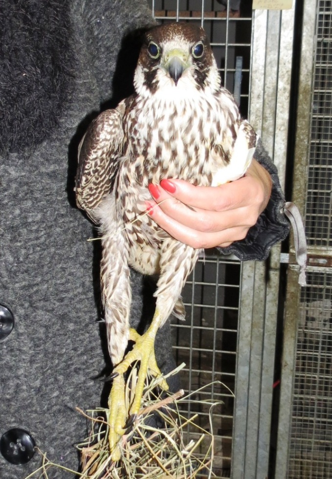 Anche un falco pellegrino tra i 1800 animali di fauna selvatica soccorsi dall'Enpa Savona