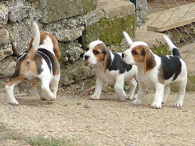 Allevamento abusivo di beagle, denunciato medico residente a Genova