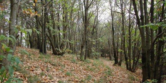 Anziano decapitato nel bosco a Lumarzo: si indaga su telefoni, in campo anche i Ris