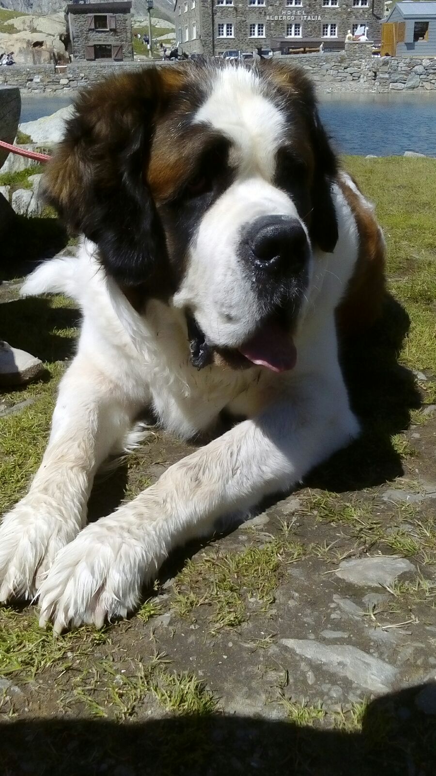 Sfilata da record di cani San Bernardo con un esemplare da Serra Riccò 