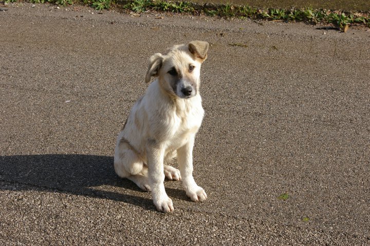 Cane da caccia scappa al padrone, trovato a camminare in autostrada