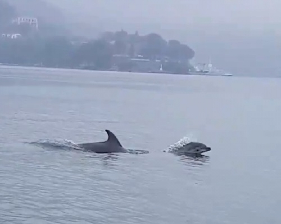 Branco di delfini danza intorno alla barca di un mitilicoltore nel golfo della Spezia