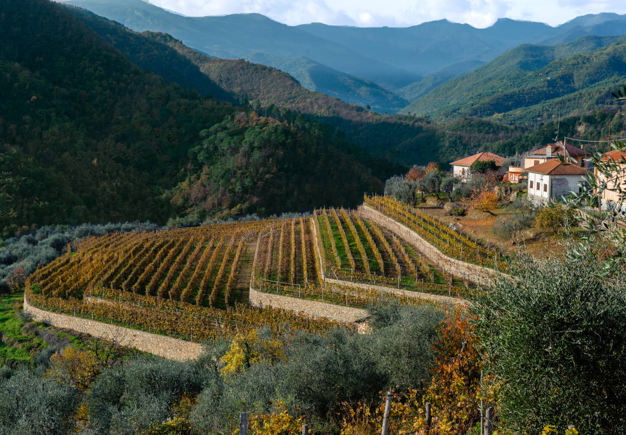 Bandi per gli agricoltori in Liguria, boom di domande alla Regione