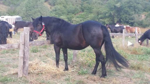 Cavalli incustoditi liberi per la strada, sequestrati dai carabinieri forestali