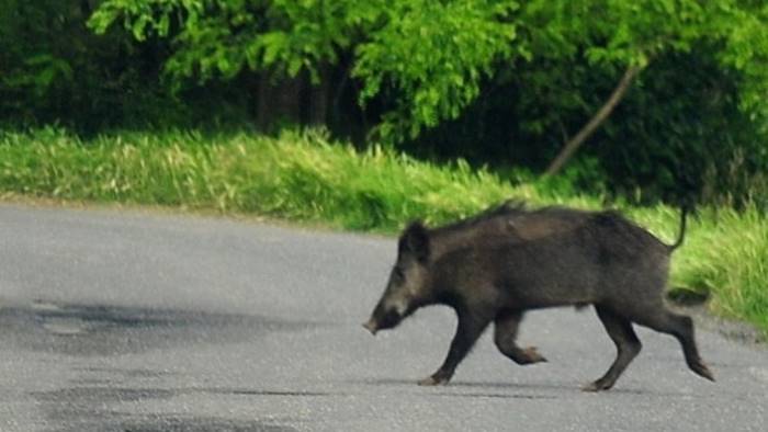 Genova, incidente tra una moto e un cinghiale in via Carso