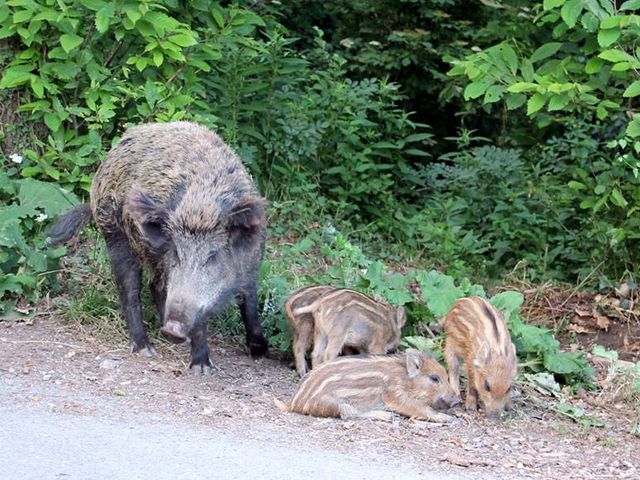 Genova, i cinghiali vanno a scuola: un'altra visita a San Fruttuoso