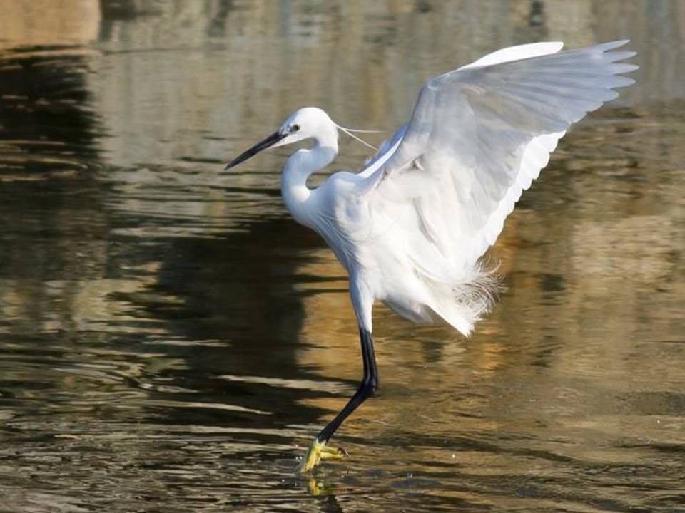 Airone ferito si rifugia in un'agenzia di viaggi a Prà