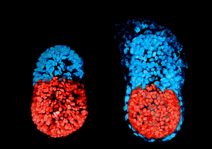 Ottenuto da cellule staminali il primo embrione artificiale