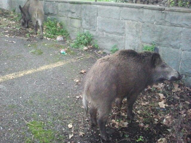 Cuccioli di cinghiale in via Piave, Genova non è la città di Obelix