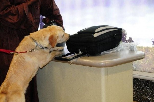 Cane antivaluta fiuta 55 mila euro in aeroporto, 2 denunce