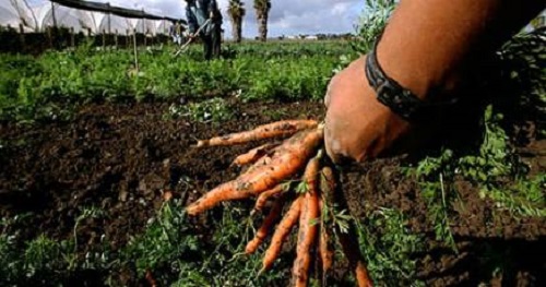 Dalla Regione 7 milioni ai Gal di La Spezia per finanziare l'agricoltura locale 