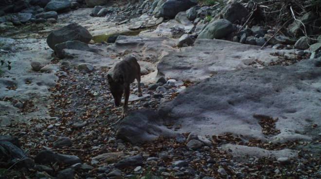 Parco dell'Antola, allerta lupo gialla: predati due vitelli a Caprile