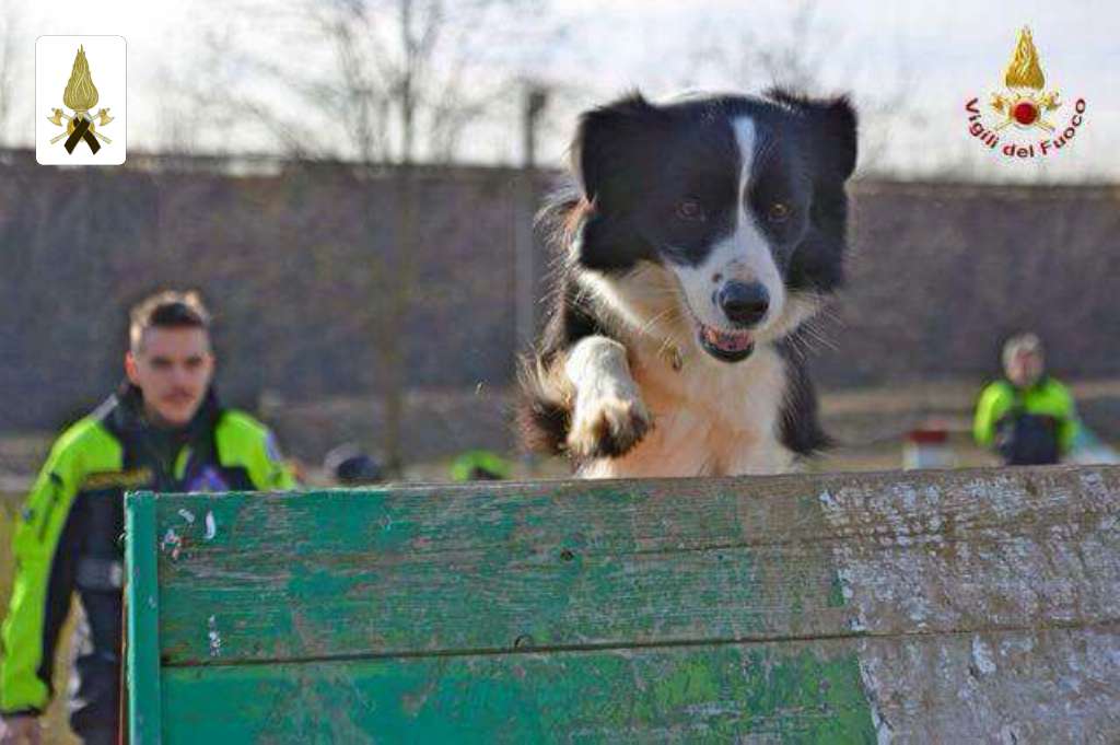 Addio a Camilla, è morto il border collie dei vigili del fuoco: salvò vite ad Amatrice