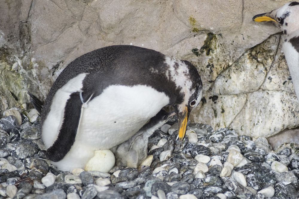 Acquario di Genova: è nato un pulcino di pinguino papua