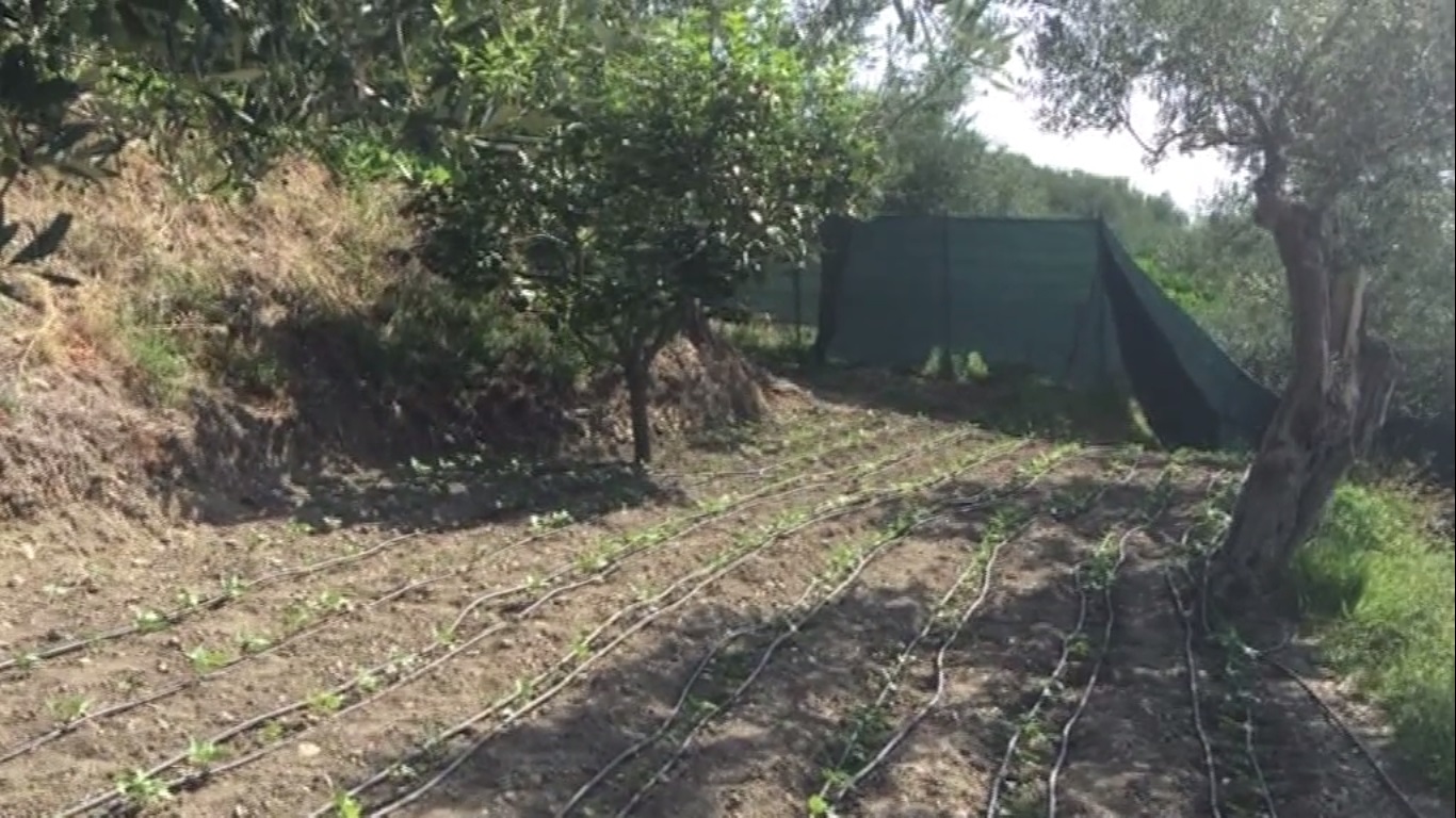 Siccità, vendemmia e basilico a rischio. 