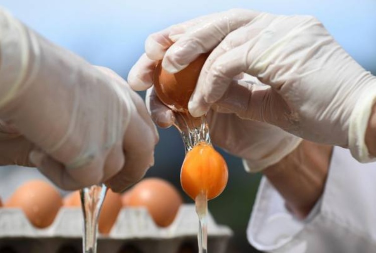 Uova contaminate con Fipronil, campione positivo nel savonese