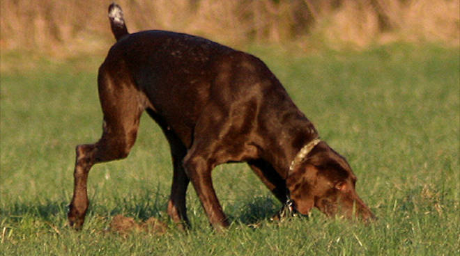 Tentano un furto in casa ma non trovano nulla: spariti i due cani