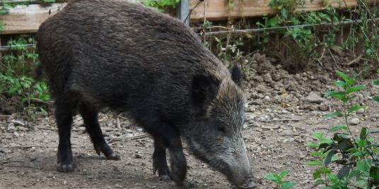 Cinghiale a spasso a Villa Imperiale, ancora un avvistamento a San Fruttuoso