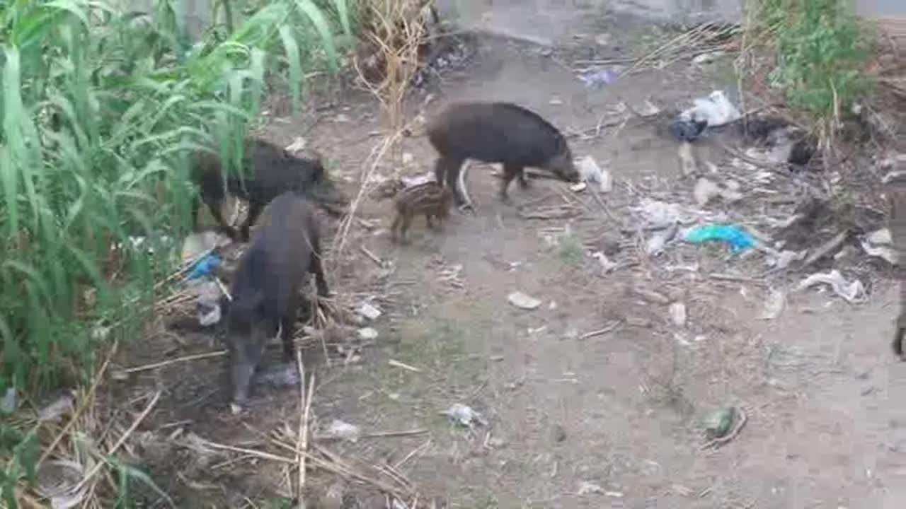 Butta cibo ai cinghiali nel Bisagno, anziano rimproverato dai passanti