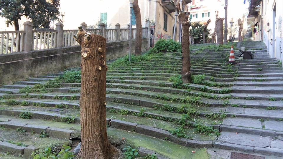 Cernaia, rinasce la 'Montmartre' spezzina: una delle sofore secolari sarà salvata