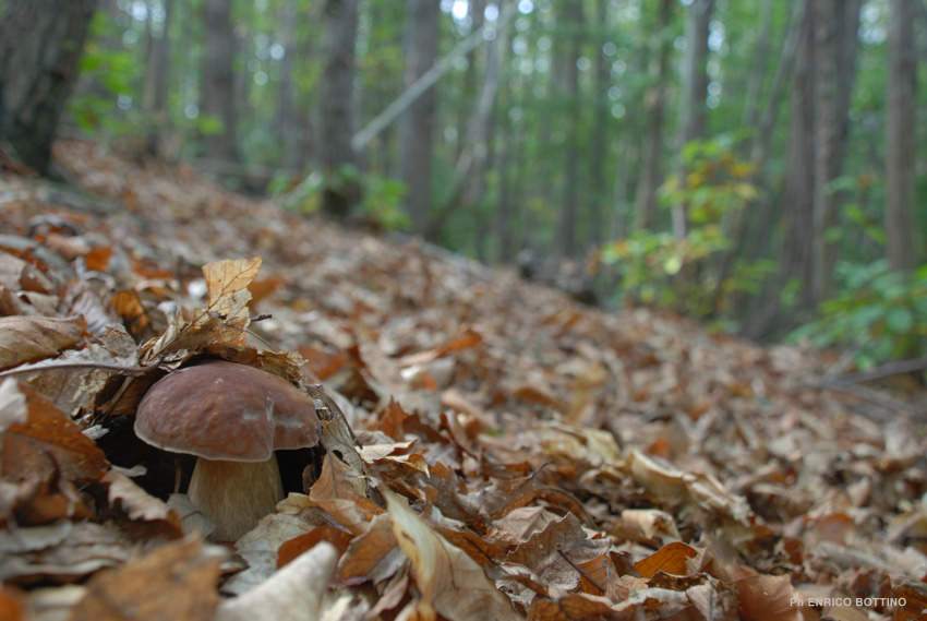 Esce in cerca di funghi nei boschi della val d'Aveto e non torna a casa