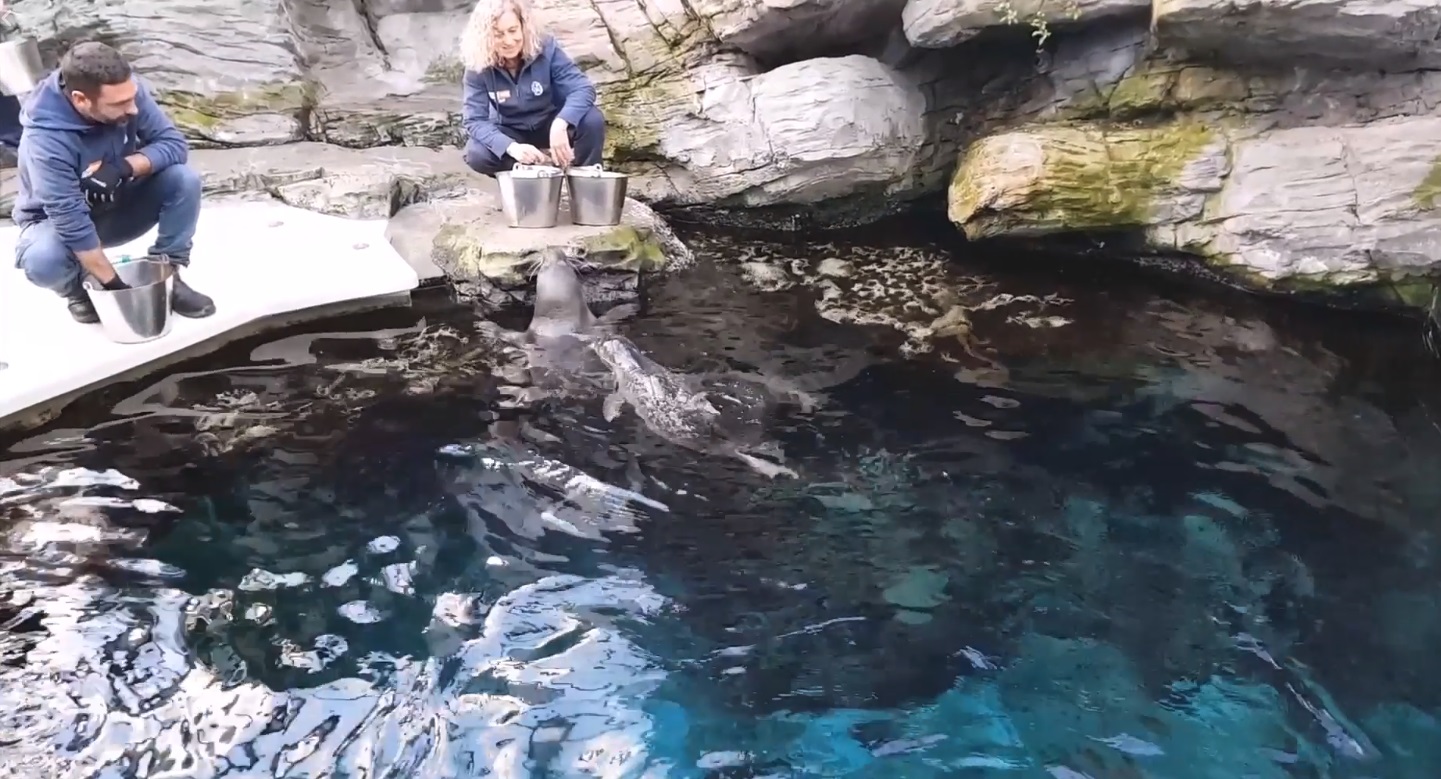 Acquario di Genova, il cucciolo di foca fa il suo debutto in società