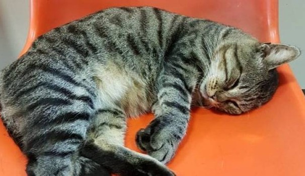 Gatto viveva da dieci anni in ospedale, ora è scappato dalla nuova casa 