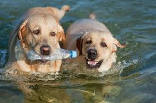 Obbligo di bottiglia d'acqua per i proprietari di cani di Bogliasco