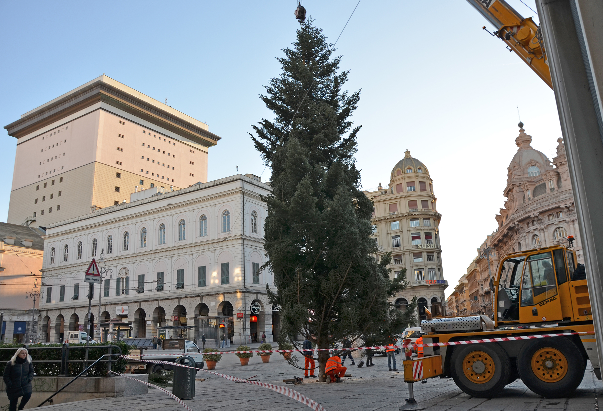 Natale, l'abete della val d'Aveto arriva a De Ferrari