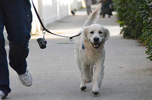 Il sindaco di Savona 'vieta' il centro storico ai cani