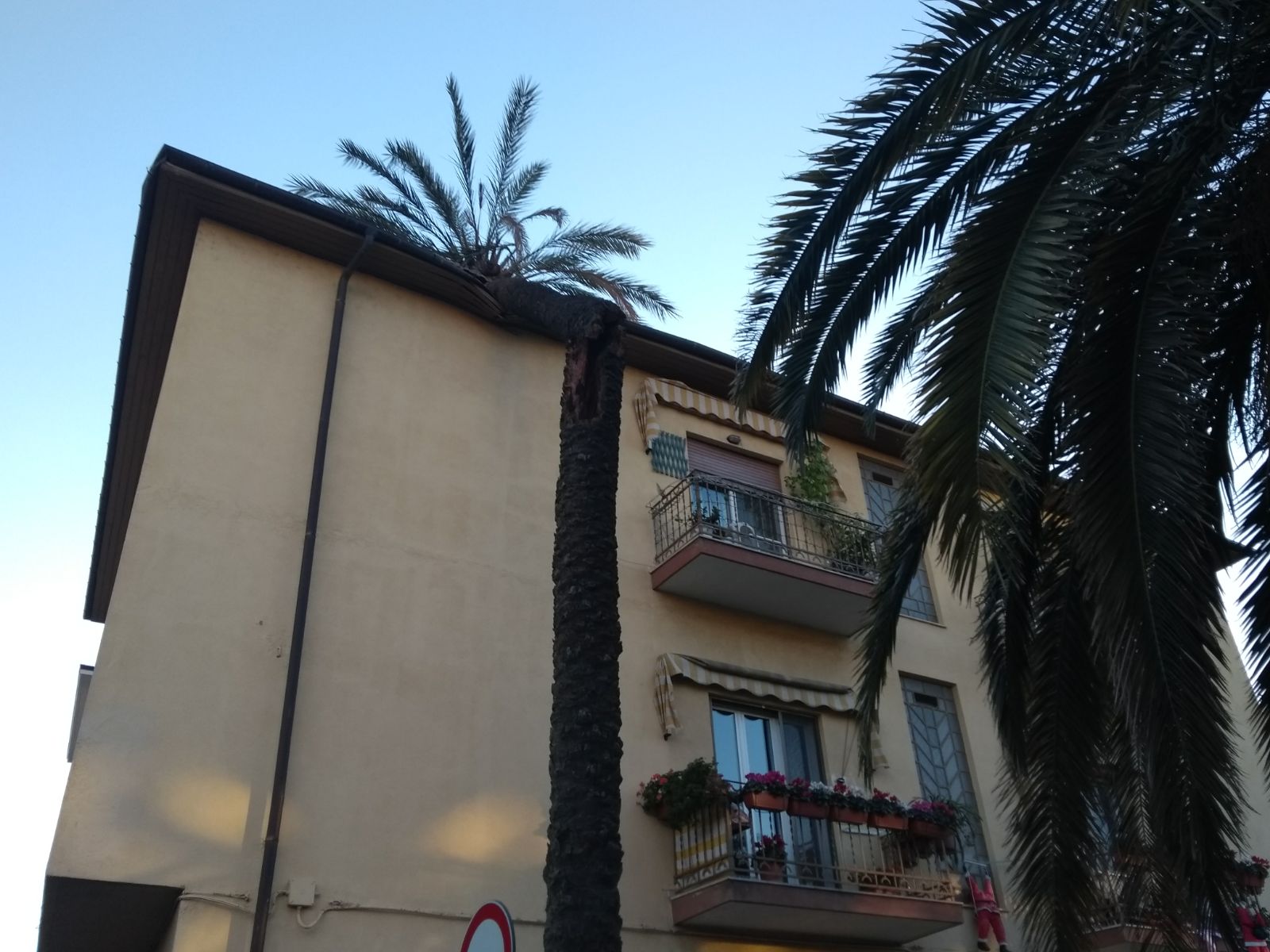 Vento forte nel ponente, palma si abbatte su palazzina