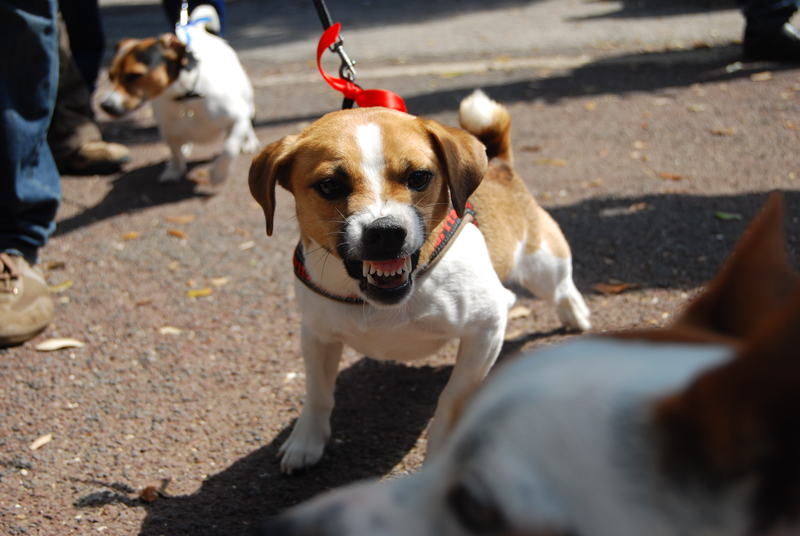 Jack Russel morde bambino al viso, portato in codice giallo al Gaslini