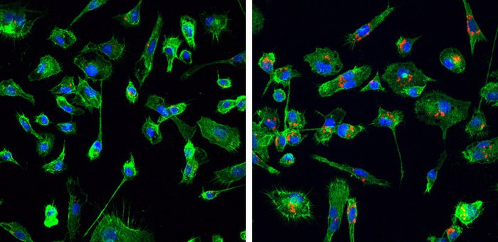 Nano navette contro i tumori, il progetto dell'Iit di Genova