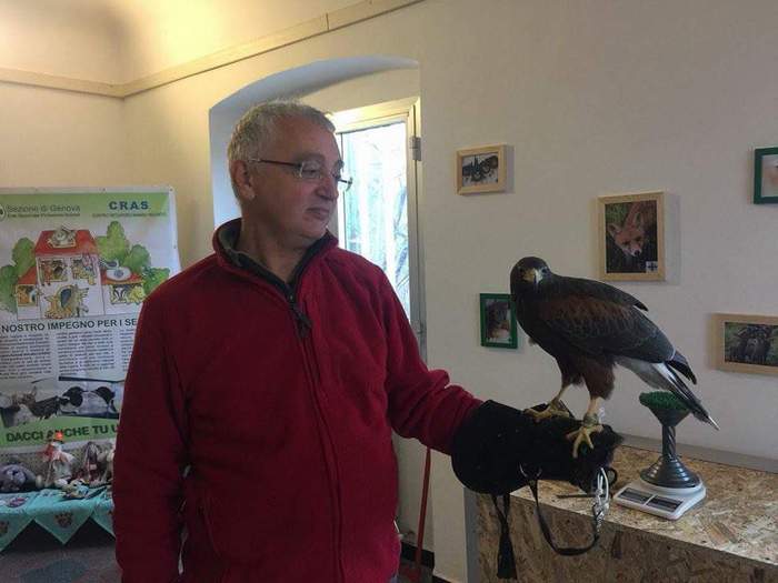 Poiana protetta trovata coi legacci alle zampe: forse sfuggita a falconiere