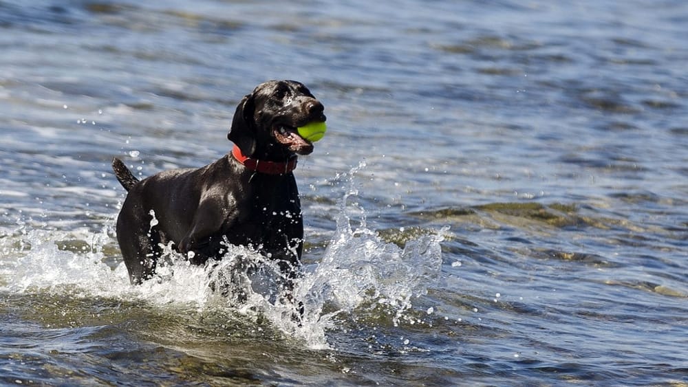 Divieto di portare cani in spiaggia a Sestri Levante: il Tar dà ragione al Comune