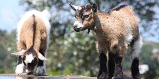 Caprette all'isola Palmaria, scongiurata l'uccisione: saranno trasferite