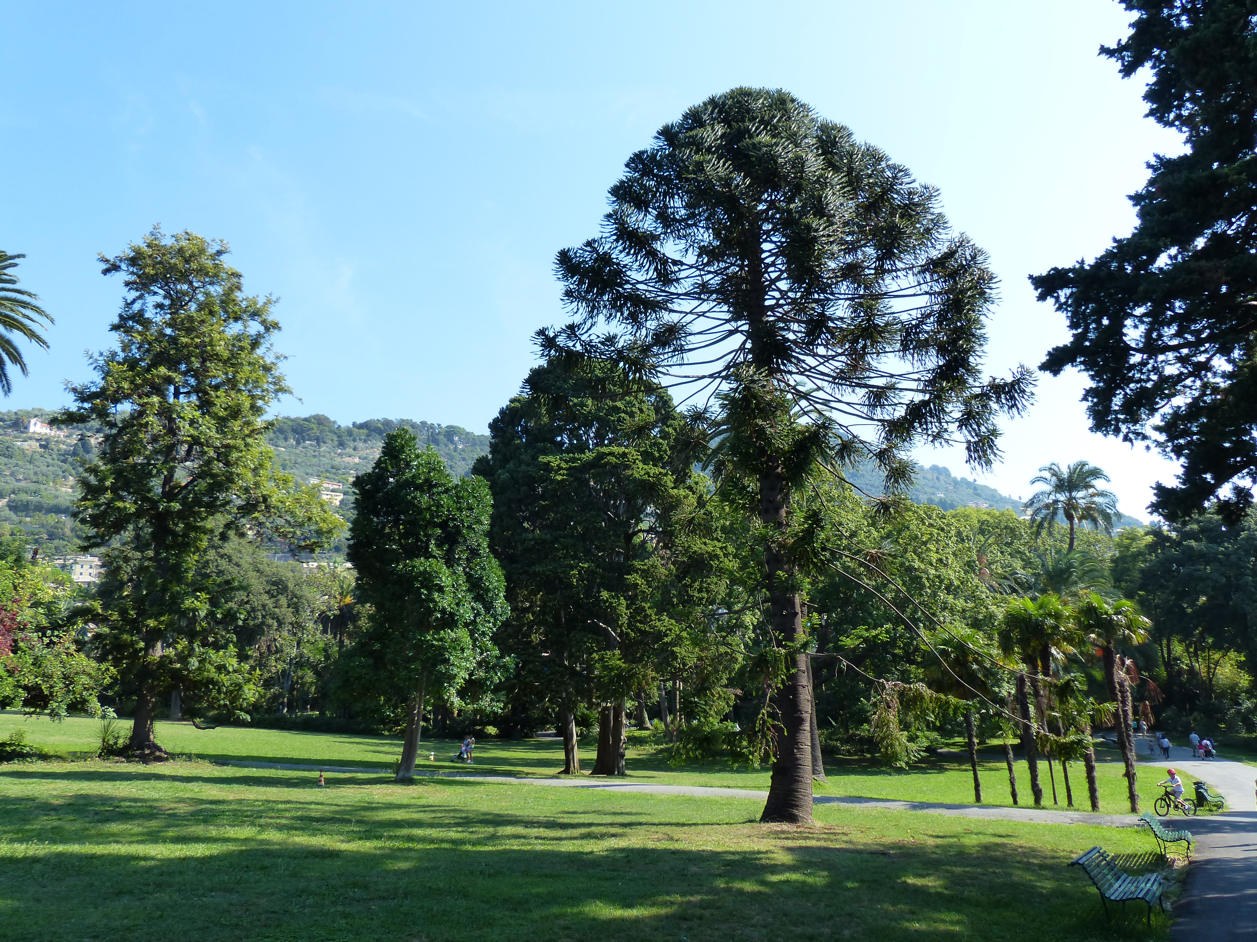 In Liguria 93 alberi monumentali, ecco le new entry nel registro 