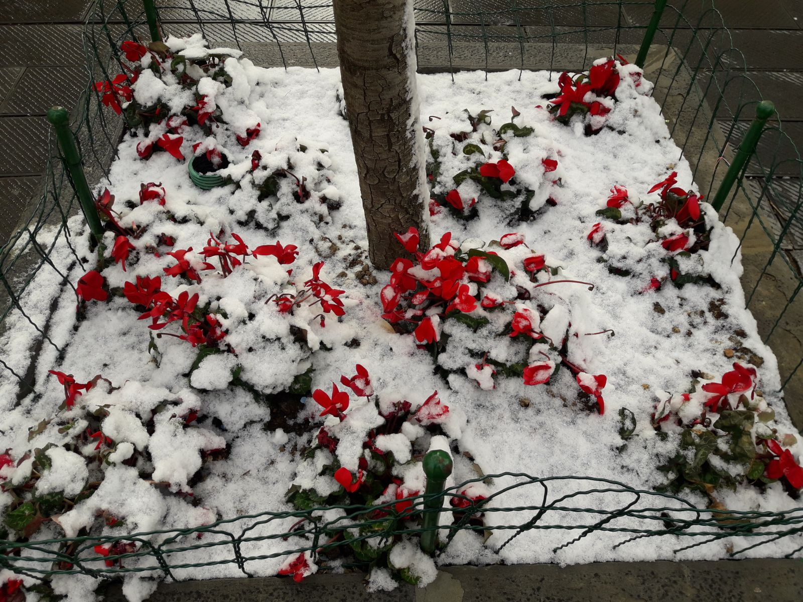 Allerta rossa per neve nel ponente ligure, scuole chiuse a Sanremo 