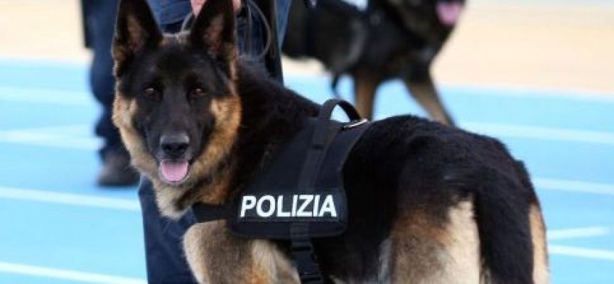 Sale sul bus con la cocaina in tasca, 20enne individuata dai cani antidroga